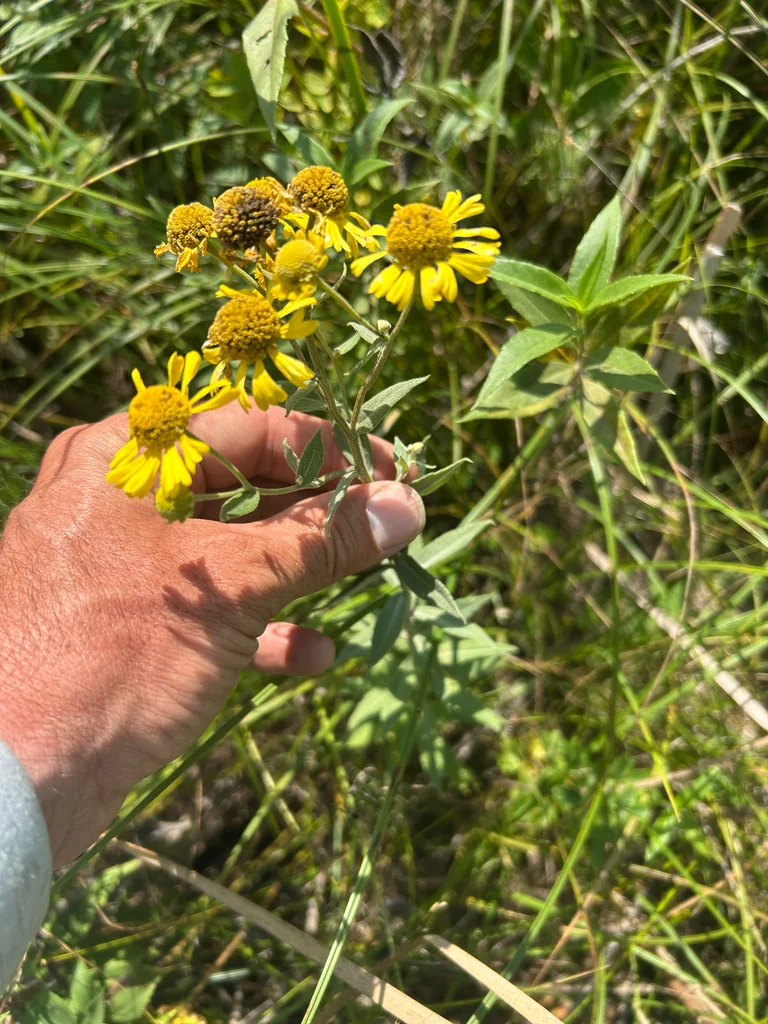 Helenium Autumnale