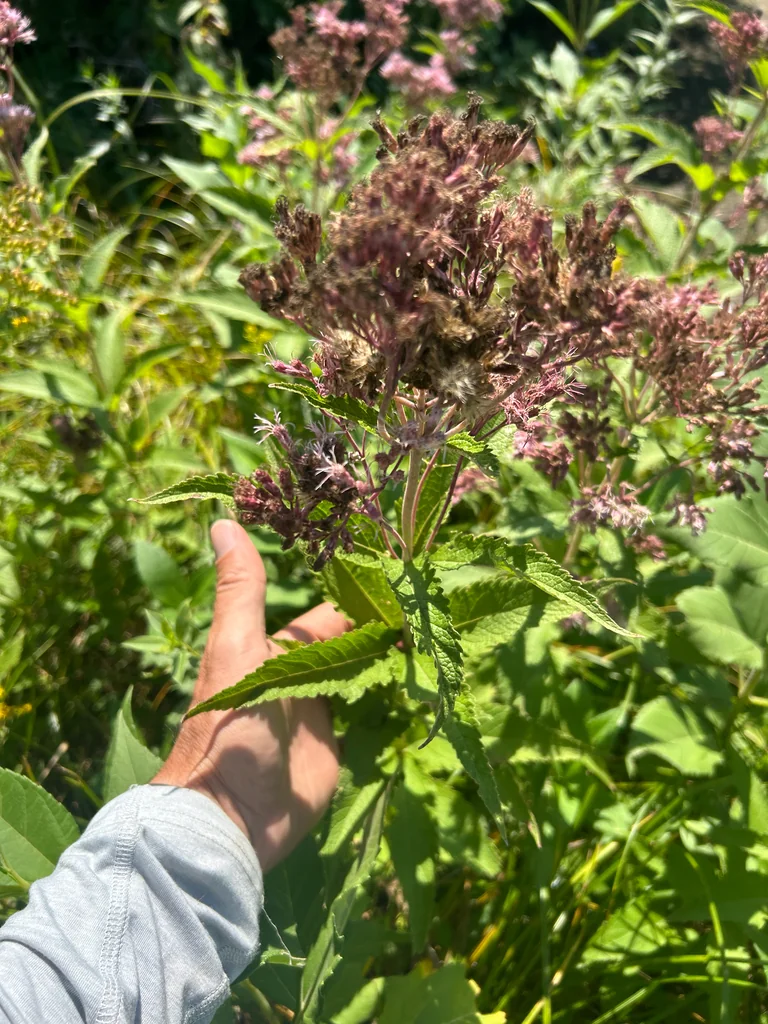 Eutrochium Maculatum