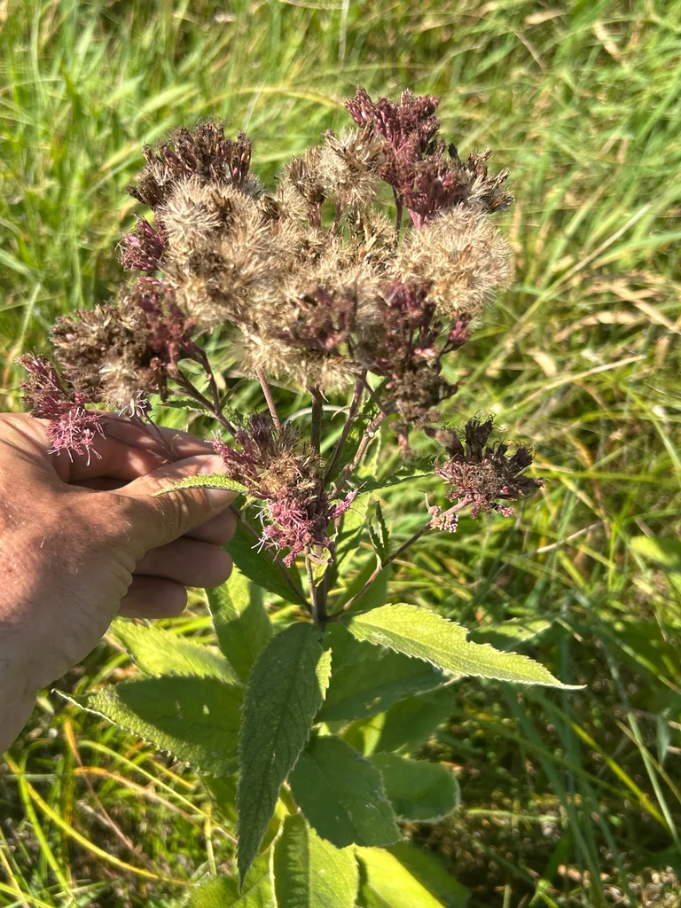 Eutrochium Maculatum