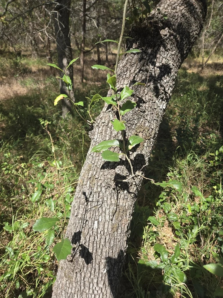 Quercus Fusiformis