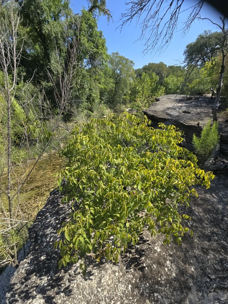 Ungnadia Speciosa