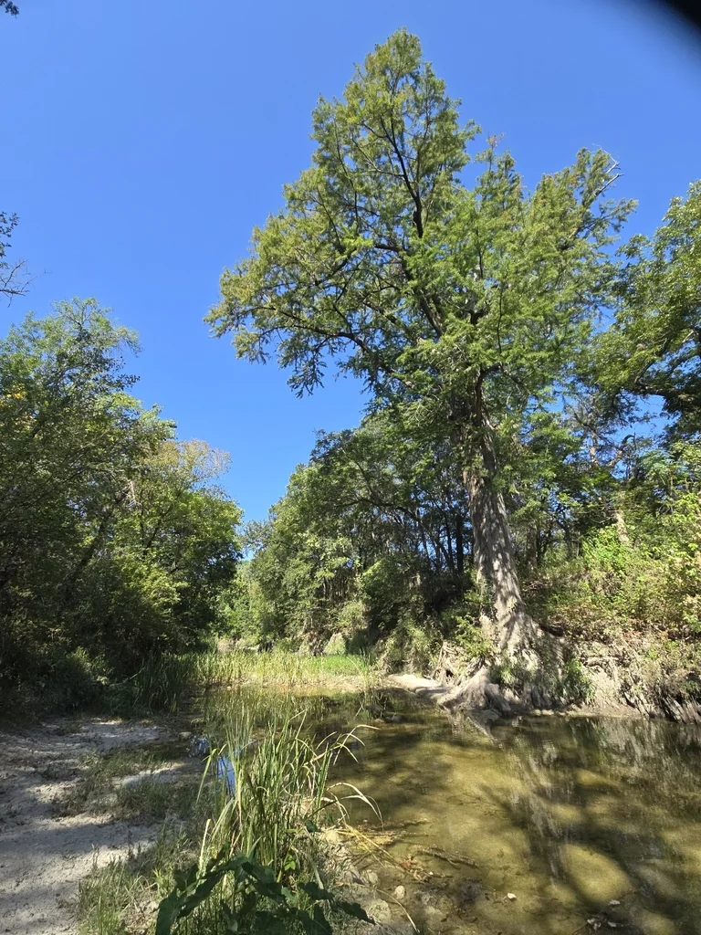 Taxodium Distichum
