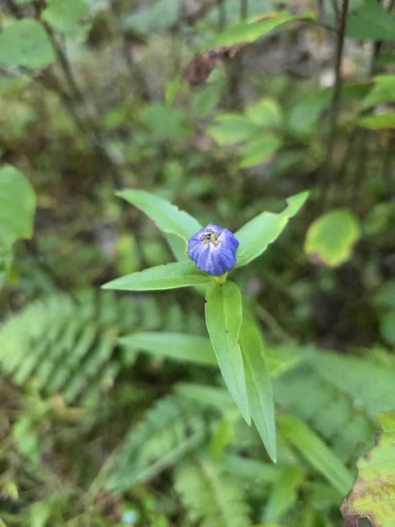 Gentiana Andrewsii