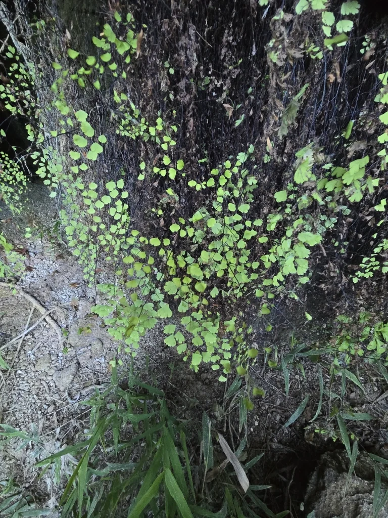 Adiantum Capillus-Veneris