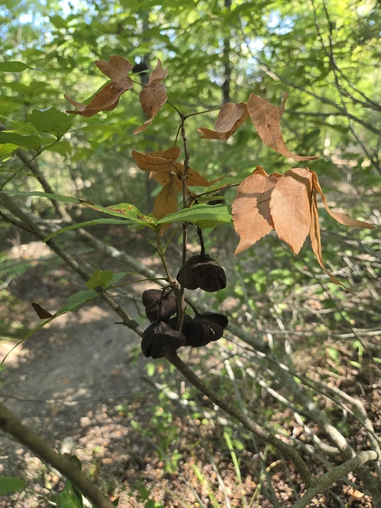 Ungnadia Speciosa