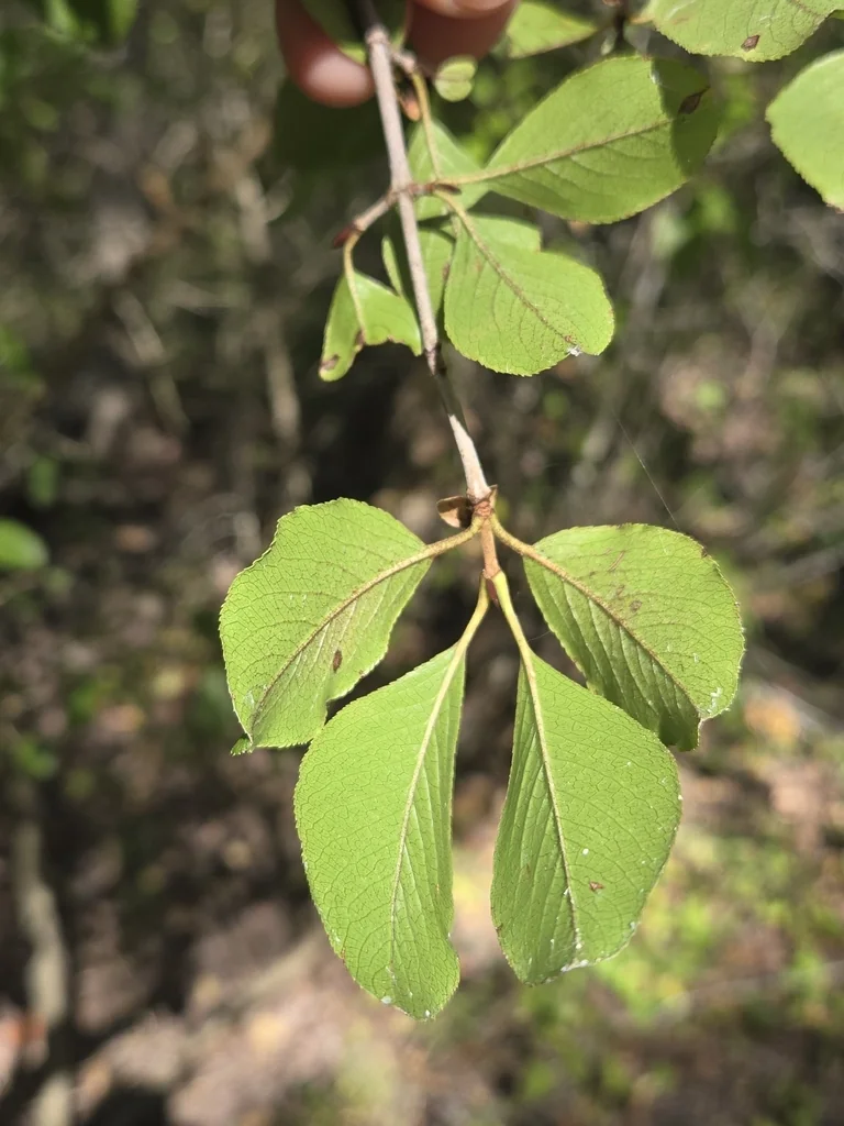 Viburnum rufidulum