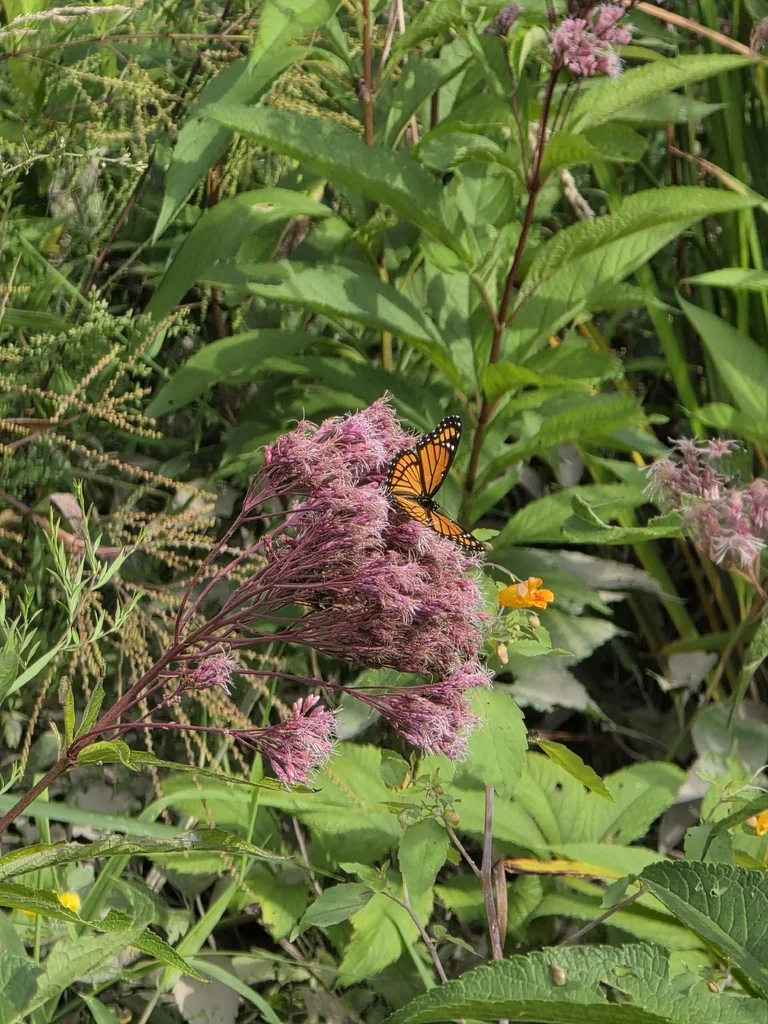 Eutrochium Maculatum