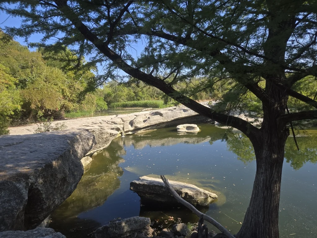 Taxodium Distichum