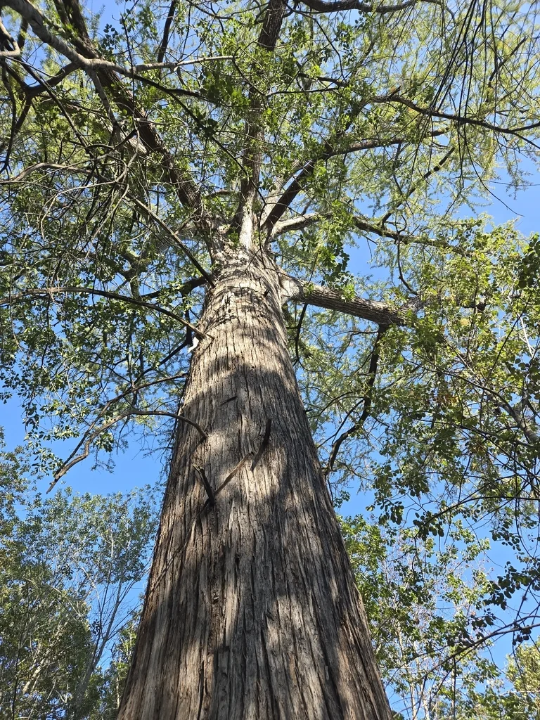 Taxodium Distichum