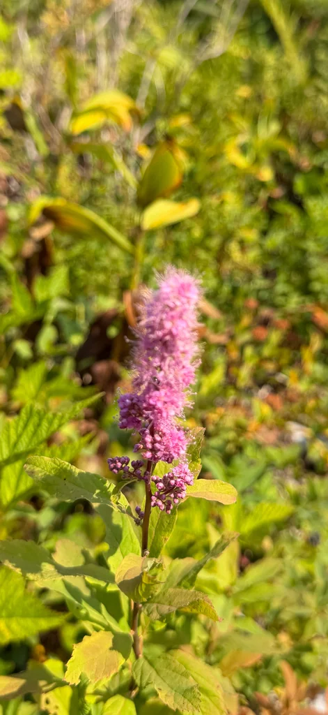 Spiraea Douglasii