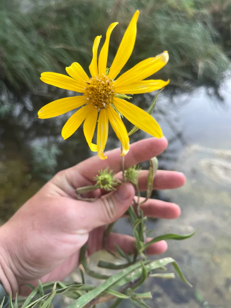 Helianthus Maximiliani