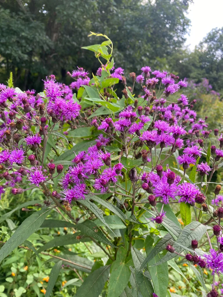 Vernonia Noveboracensis