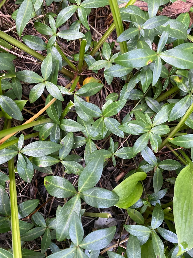 Vinca Minor