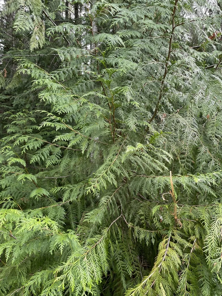 Thuja plicata