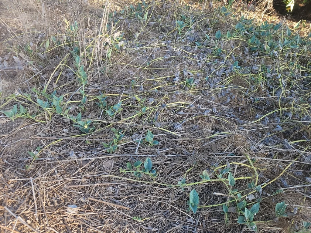 Cucurbita Foetidissima