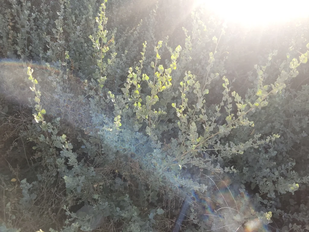 Atriplex Lentiformis