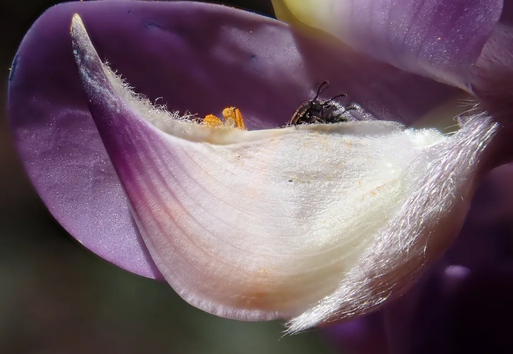 Lupinus Excubitus