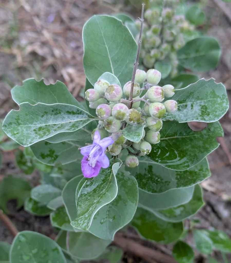 Vitex Rotundifolia
