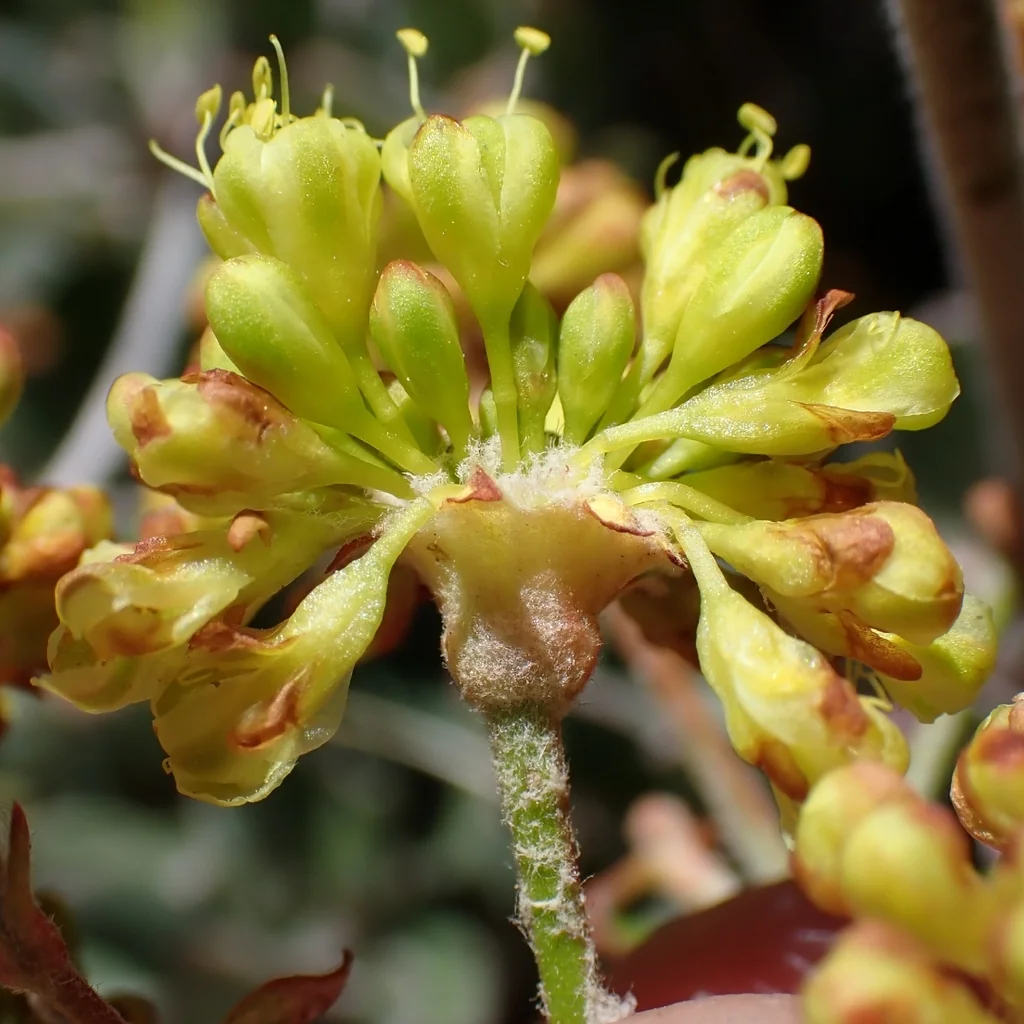 Eriogonum Umbellatum