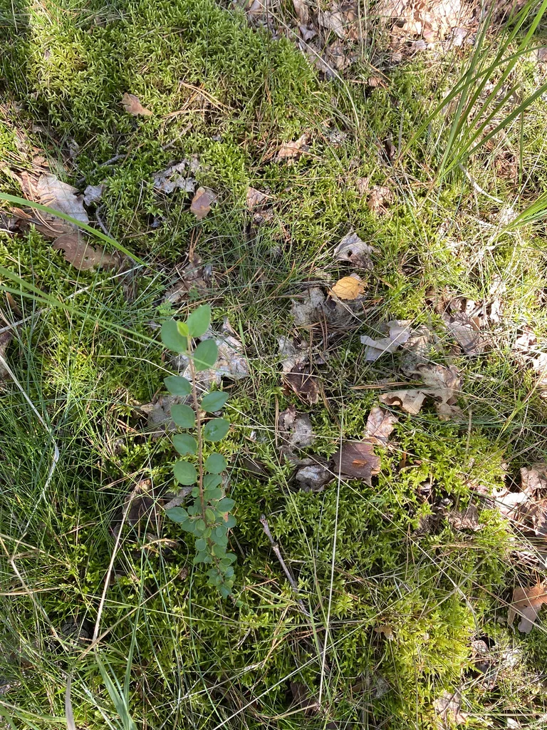 Cotoneaster Divaricatus