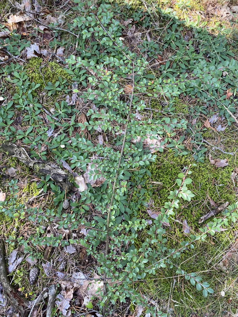 Cotoneaster Divaricatus