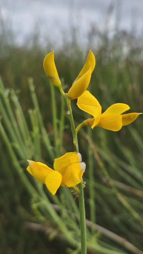 Spartium Junceum