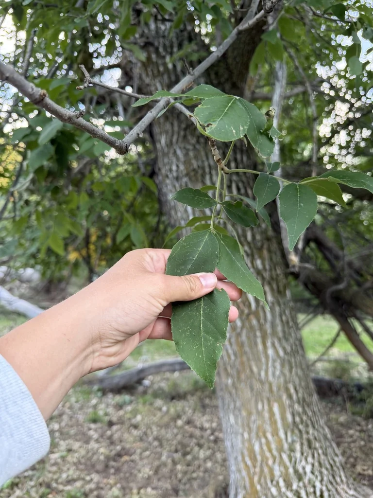 Fraxinus Pennsylvanica