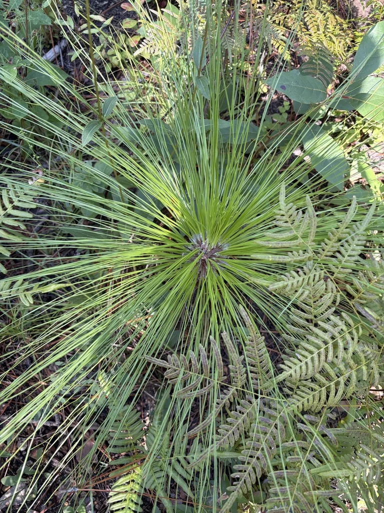 Pinus Palustris