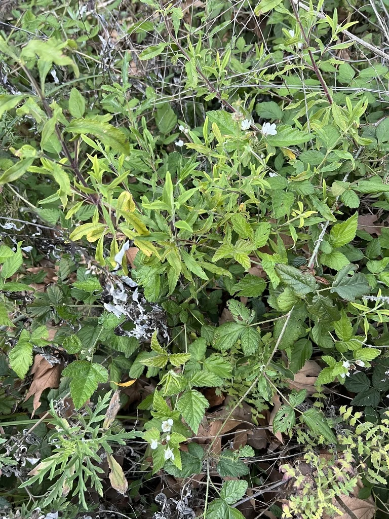 Rubus Ursinus