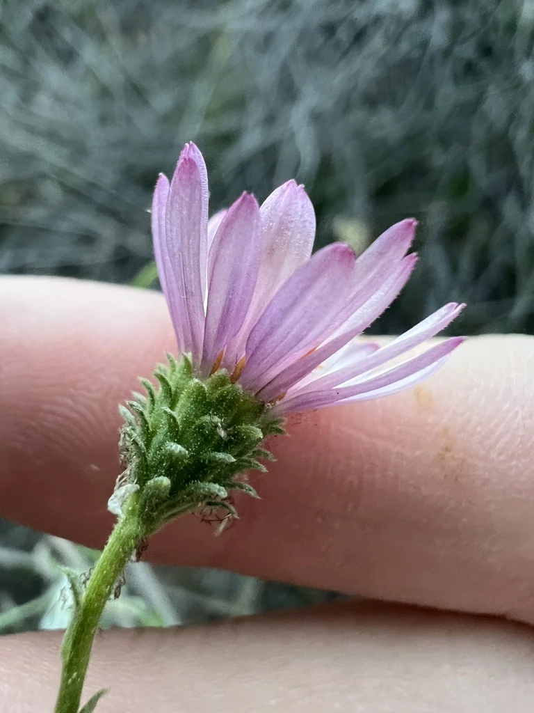 Lessingia Filaginifolia