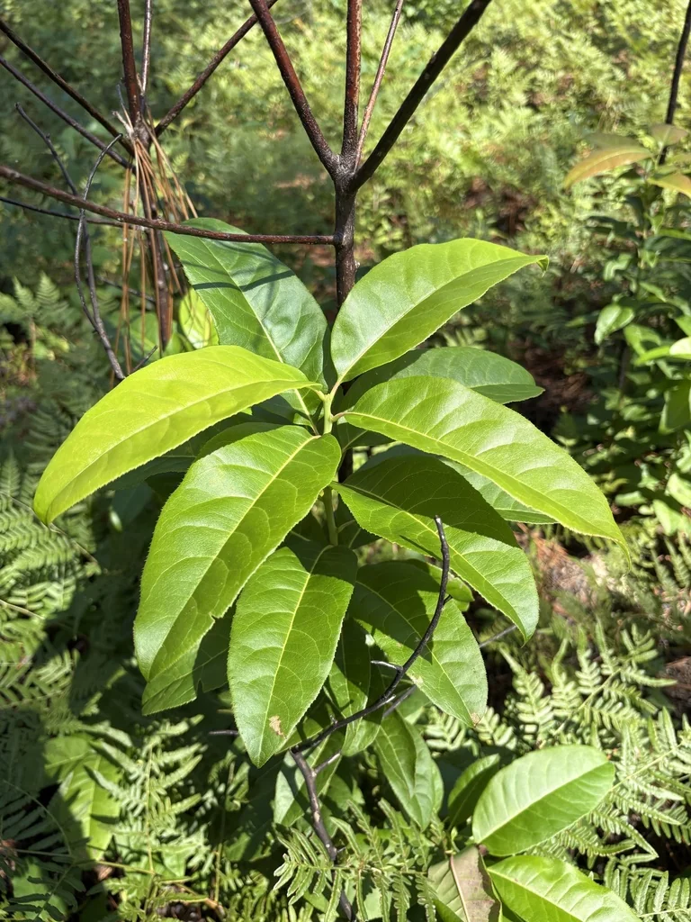 Oxydendrum Arboreum