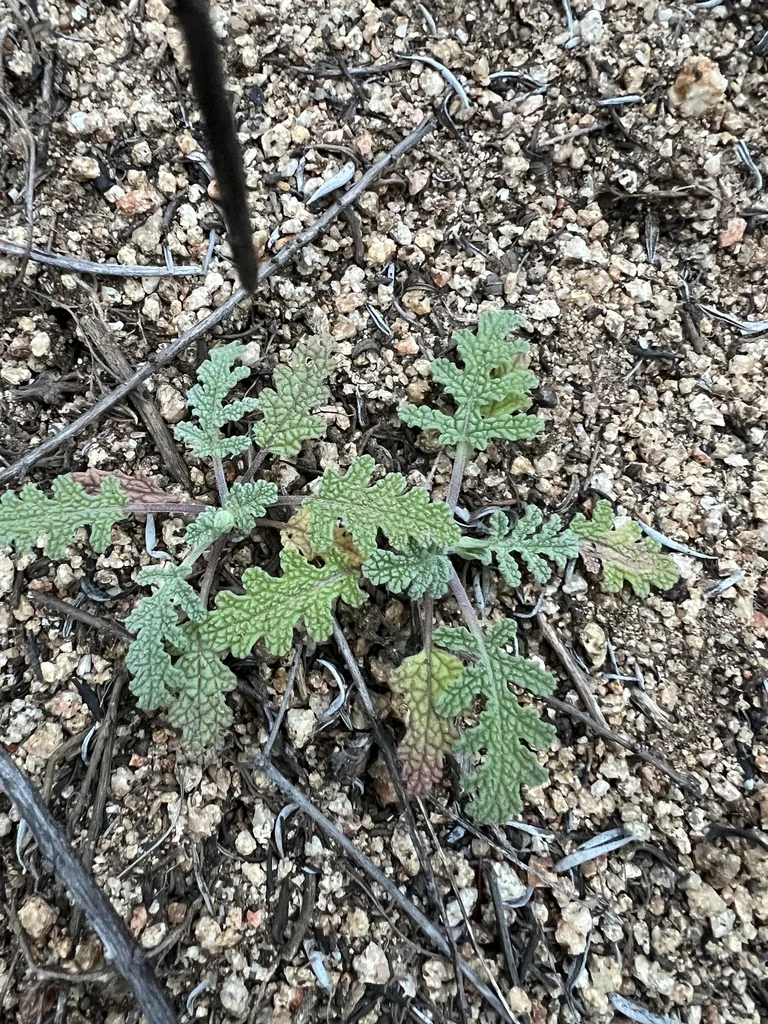 Salvia Columbariae