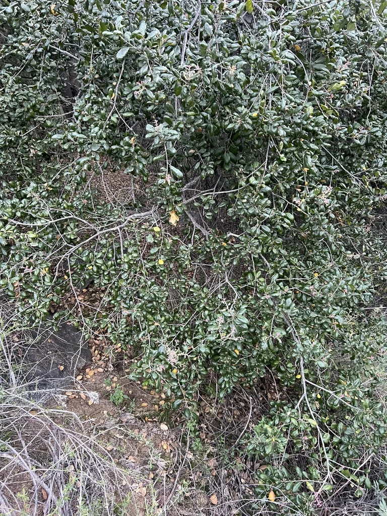 Quercus agrifolia
