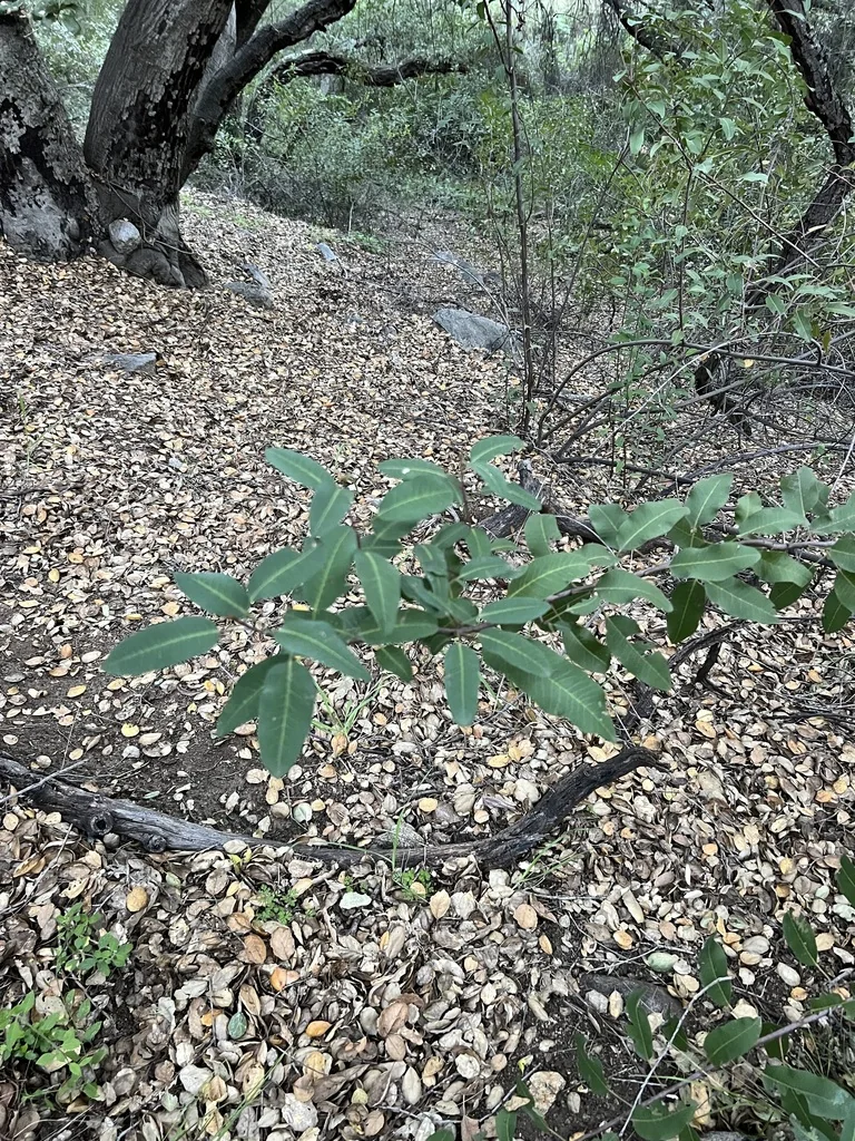 Malosma Laurina