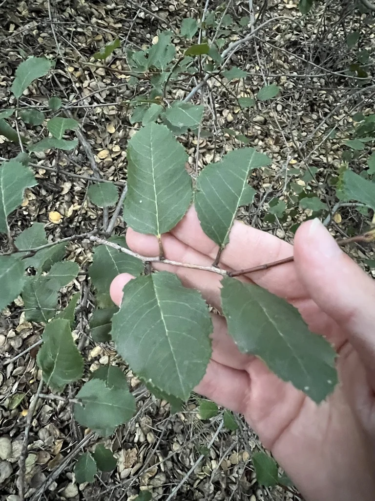 Rhamnus Ilicifolia