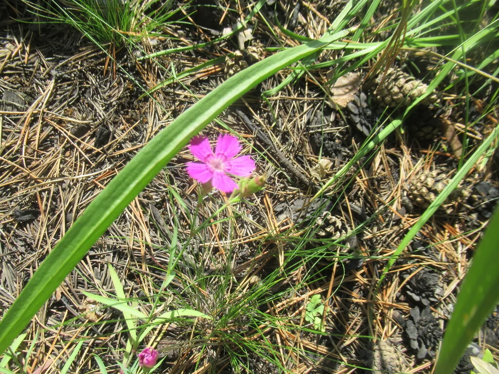 Dianthus Chinensis