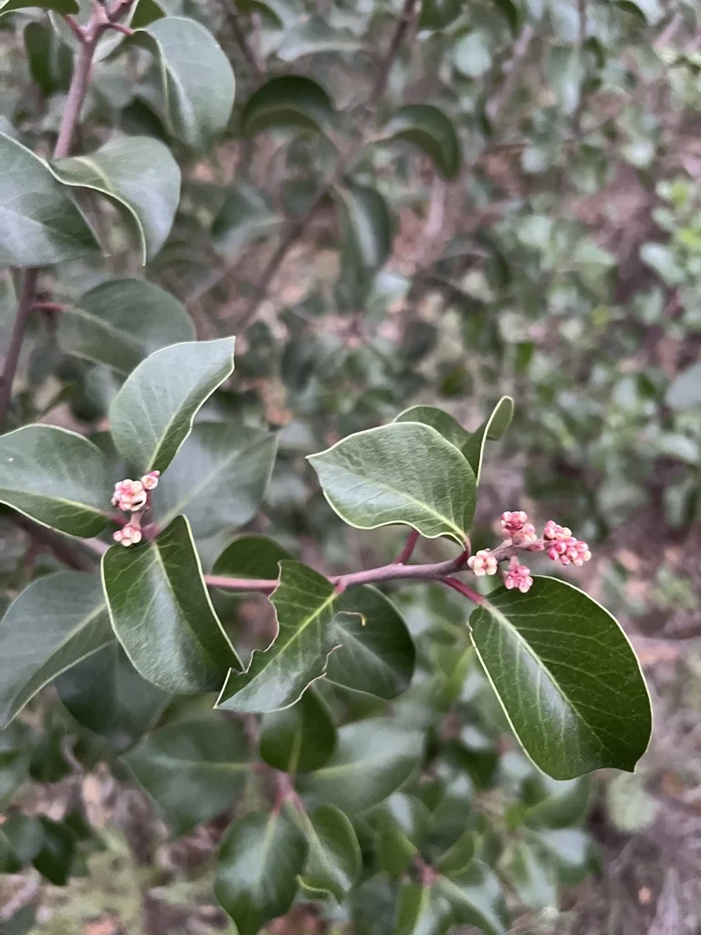 Rhus Ovata