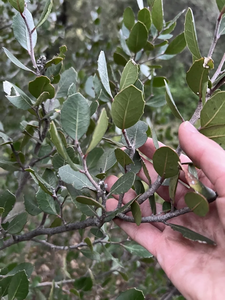 Rhus Integrifolia