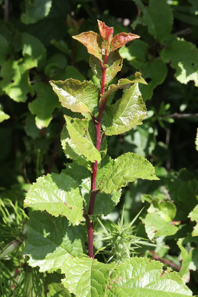 Prunus Domestica