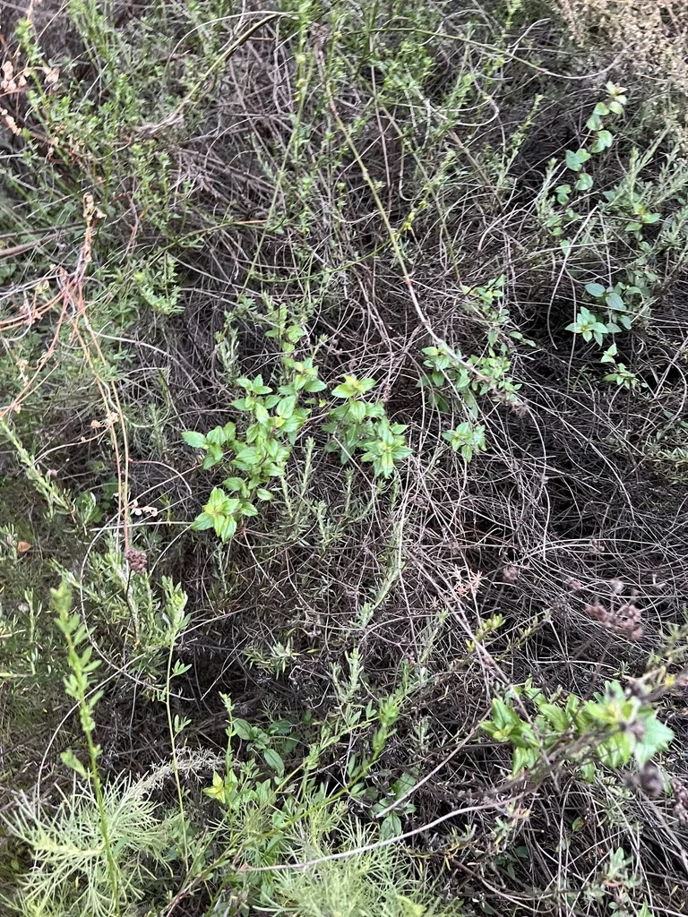 Keckiella Cordifolia