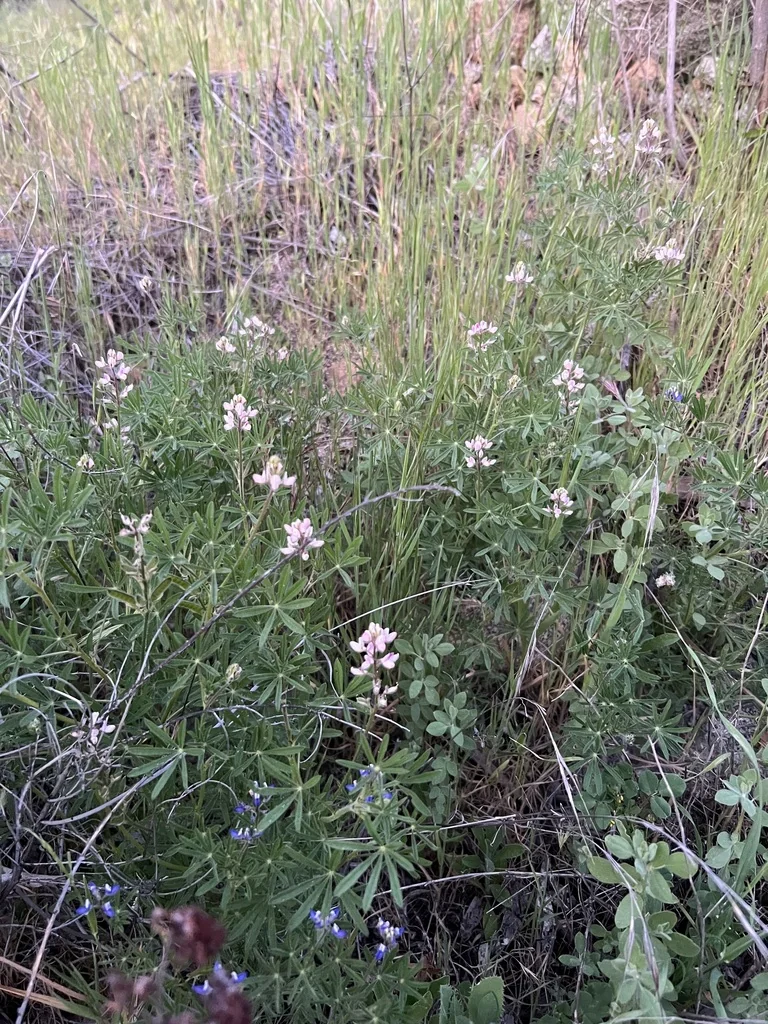 Lupinus Bicolor
