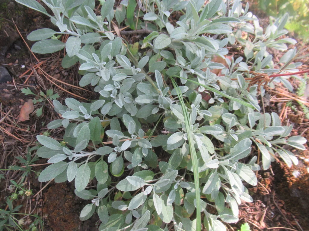 Veronica Spicata Incana