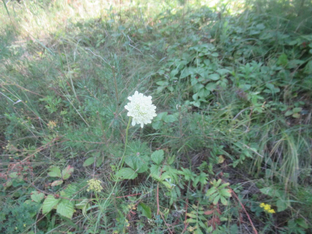 Scabiosa Ochroleuca