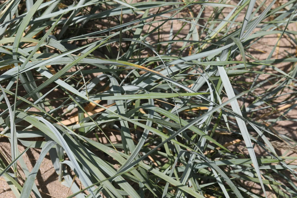 Leymus Arenarius