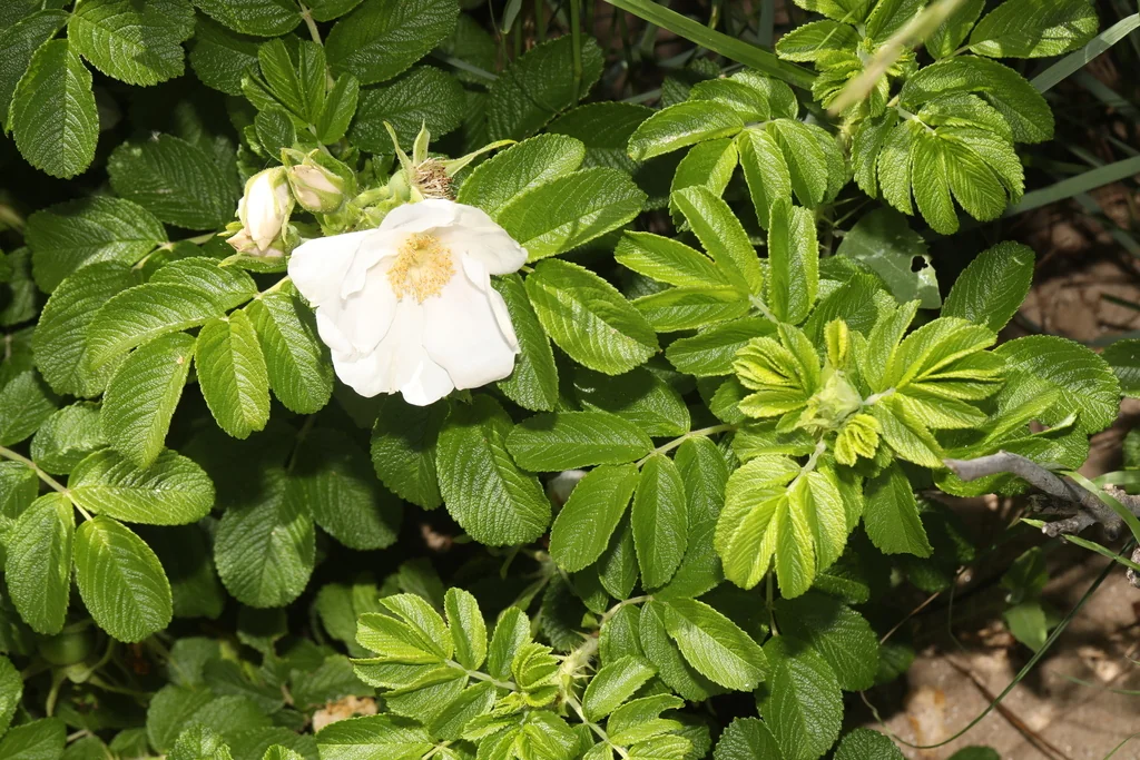 Rosa Rugosa