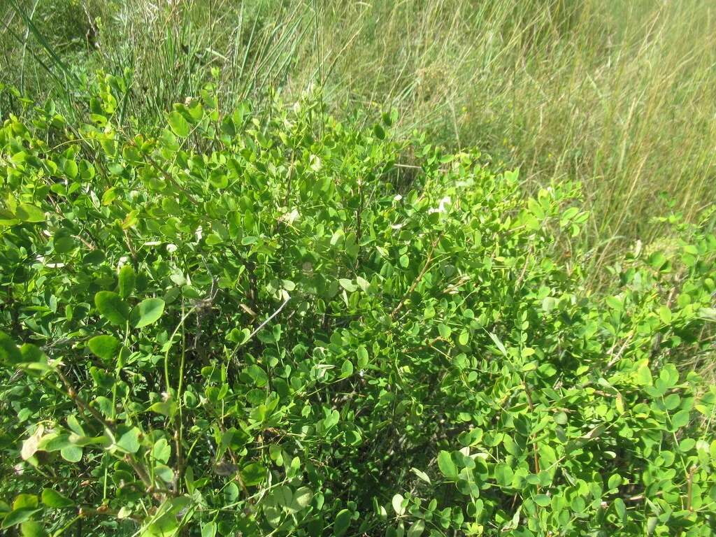 Caragana Arborescens