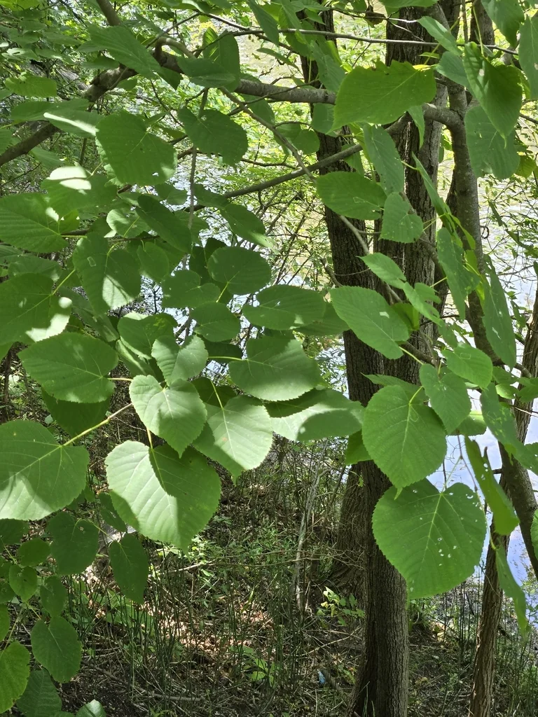 Tilia Americana
