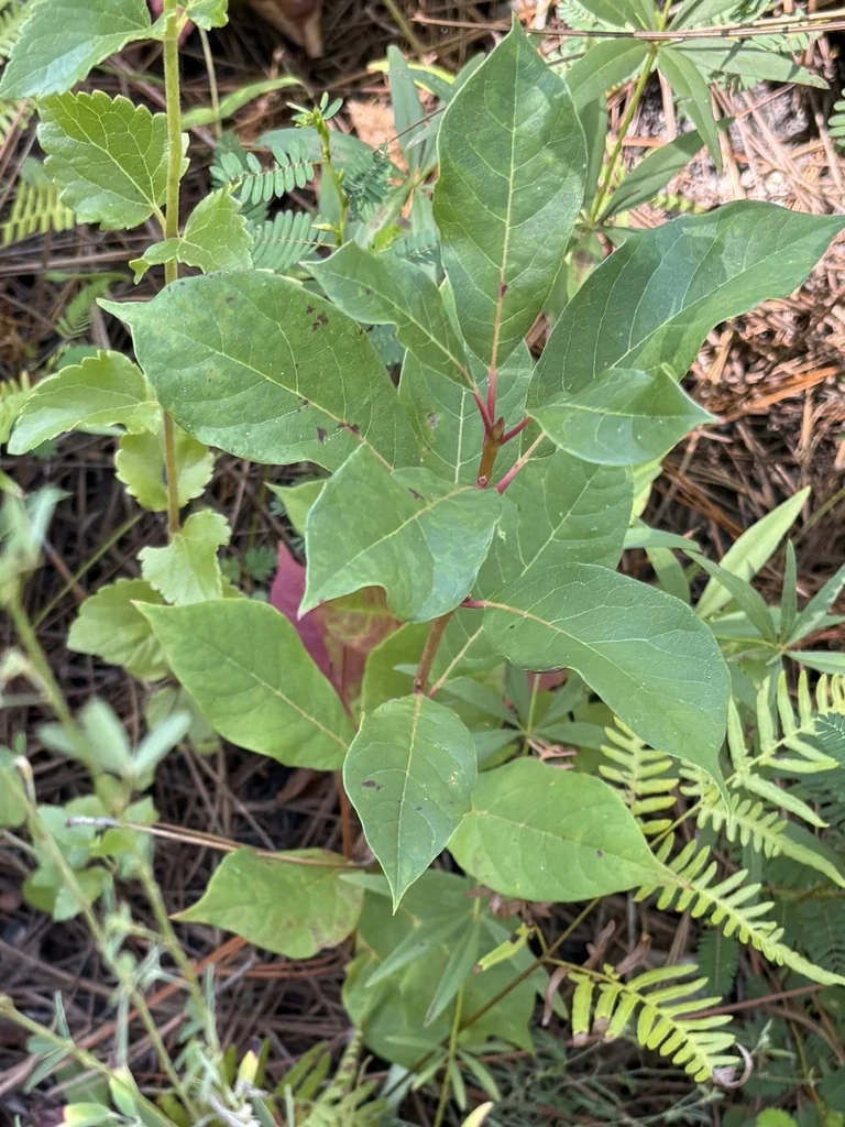 Nyssa Sylvatica