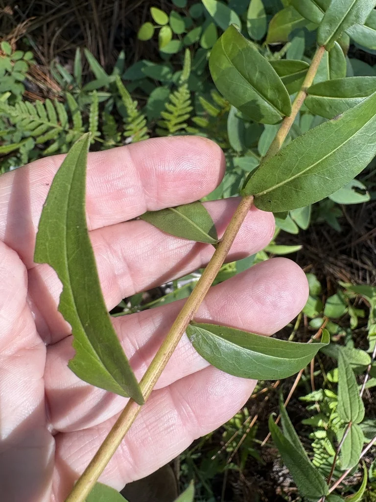 Solidago Odora