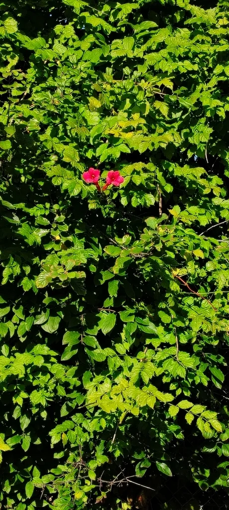 Campsis Radicans